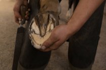 Женщина сажает подковы в лошадиную ногу в конюшню — стоковое фото