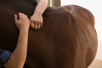 Крупный план женщины, гладящей лошадь в конюшне — стоковое фото