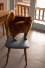 Cat standing on chair at home — Stock Photo