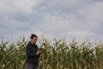 Frau nutzt digitales Tablet im Maisfeld — Stockfoto