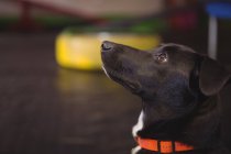 Close-up of black beagle dog looking up at dog care center — Stock Photo