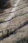 Close-up de grama seca sazonal em terra — Fotografia de Stock
