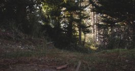 Luz solar através de árvores na floresta — Fotografia de Stock