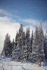 Снежные сосны на альпийской горе зимой — стоковое фото