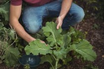 Mann schneidet Blätter von Rote-Bete-Pflanze im Gemüsegarten — Stockfoto