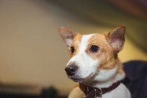 Close-up de cachorro terrier rato — Fotografia de Stock