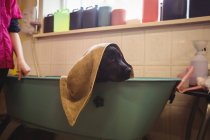 Chien avec serviette de bain dans la baignoire au centre de soins pour chiens — Photo de stock