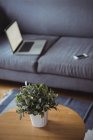 Close up of pot plant in living room at home — Stock Photo