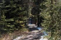 Route à travers la forêt avec neige au sol — Photo de stock