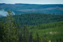 Vue panoramique des arbres dans la forêt verte — Photo de stock