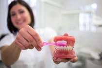 Female dentist cleaning dental jaw model with toothbrush in clinic — Stock Photo