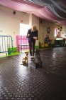 Жінка годує чорних бігль і щурячих тер'єрних собак в центрі догляду за собаками — стокове фото