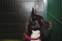 Neugieriger Hund im Käfig in Hundeschule — Stockfoto