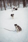 Молодые сибирские собаки ждут на снегу — стоковое фото