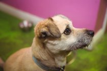 Крупный план щенка, смотрящего в собачий центр — стоковое фото