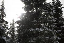 Сніг накривав сосновими деревами в Банф, Альберта, Канада — стокове фото