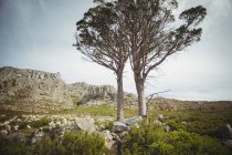Vista panorâmica de duas árvores em prados em rochas — Fotografia de Stock
