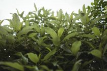 Nahaufnahme von grünen Blättern an Pflanzen — Stockfoto