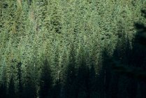 Tranquillo panorama di pini nella fitta foresta — Foto stock