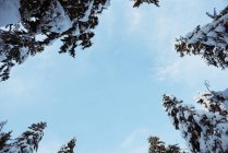 Vista de baixo ângulo de pinheiros cobertos de neve contra o céu azul — Fotografia de Stock