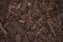 Close-up de lascas de madeira no chão — Fotografia de Stock