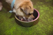 Крупним планом цуценя, що їсть з собачої миски в центрі догляду за собаками — стокове фото