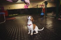 Hombre alimentación rata terrier perro en el centro de cuidado del perro - foto de stock
