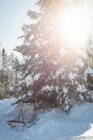 Leere Schlitten neben dem Baum in einer verschneiten Landschaft — Stockfoto
