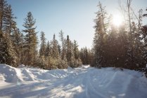 Blick auf Bäume und verschneite Landschaft an einem sonnigen Tag — Stockfoto