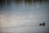 Vista panorámica del ganso salvaje nadando en el agua del lago - foto de stock