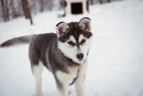 Сибірський молодих собак, які очікують на снігу — Stock Photo