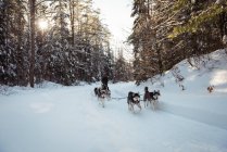 Husky собак, потягнувши саней на сніжний пейзаж — стокове фото