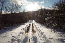 Husky perros tirando de trineo en un paisaje nevado - foto de stock