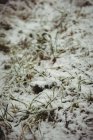 Grass covered in snow during winter, close-up — Stock Photo