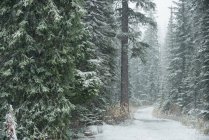 Strada ghiacciata tra file di alberi innevati in inverno — Foto stock