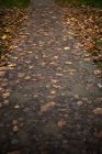 Ruhige Aussicht auf auf auf Weg gefallene Birkenblätter — Stockfoto