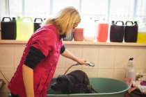 Donna che fa la doccia a un cane in vasca da bagno a centro di cura di cane — Foto stock