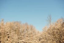 Vista de árboles en el bosque contra el cielo durante el día - foto de stock