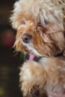 Close-up de brinquedo cachorro poodle no centro de cuidados do cão — Fotografia de Stock