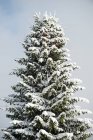 Pino cubierto de nieve en invierno - foto de stock