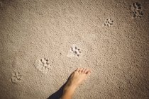 Pegadas na areia na praia e pé feminino — Fotografia de Stock