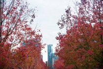 Row of maple trees in the city during autumn season — Stock Photo