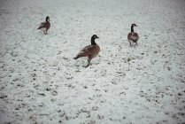 Gansos selvagens caminhando no parque coberto de neve durante o inverno — Fotografia de Stock