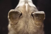 Крупним планом вуха сибірського хаскі — стокове фото