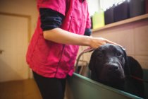 Femme douchant un chien dans la baignoire au centre de soins pour chiens — Photo de stock