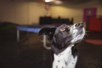 Primo piano di un cane curioso che guarda in alto — Foto stock
