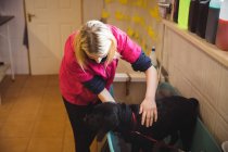 Frau badet Hund in Badewanne in Hundezentrum — Stockfoto