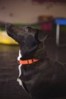 Close-up of black beagle dog looking up at dog care center — Stock Photo