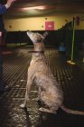 Curieux chien de lévrier regardant vers le haut au centre de soins pour chiens — Photo de stock