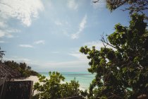Vue panoramique sur la mer et le ciel bleu à travers le feuillage des arbres — Photo de stock